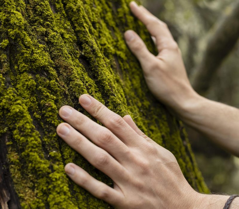 close-up-hands-touching-tree-moss