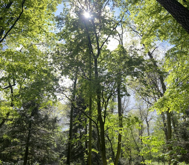 forest-after-rain